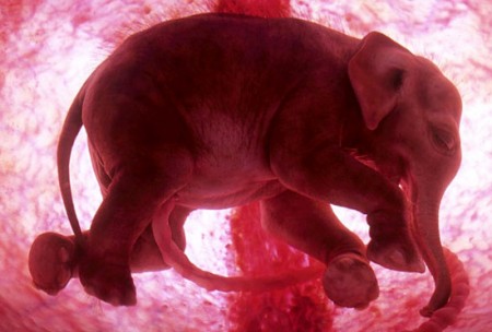 elefante utero