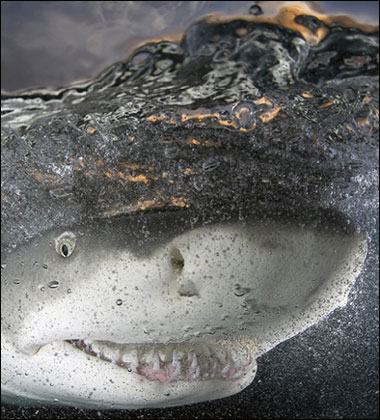 tiburon sonrisa